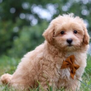 Meet your Posher, Jeannette